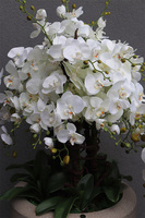 Beigenate, sztuczny storczyk podłogowy