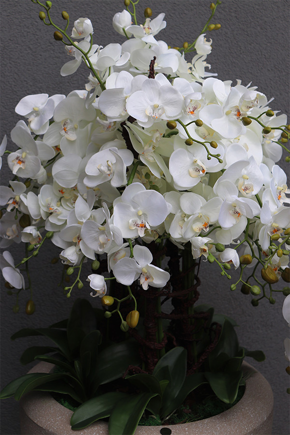 Beigenate, sztuczny storczyk podłogowy