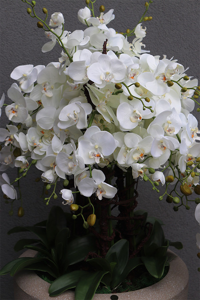 Beigenate, sztuczny storczyk podłogowy