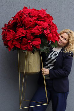Gwiazda Betlejemska Goldena Big, wysokiej jakości sztuczna roślina, wys.105cm