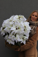 Gwiazda Betlejemska Palace, sztuczna roślina w donicy