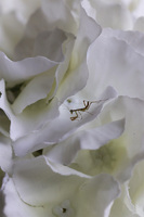 New Provance 2, bogaty kosz hortensji