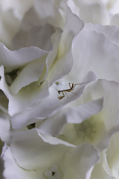 New Provance 2, bogaty kosz hortensji