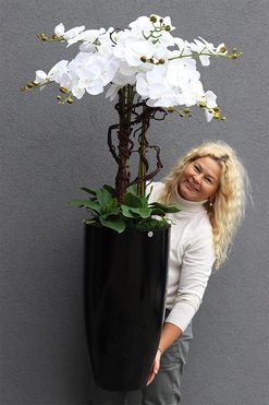  Black Fiberglass Grande Dorea 2, duży storczyk w czarnej donicy, wys.136cm 