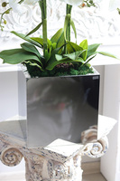 storczyk w stalowej donicy, Mirror Silver Cube