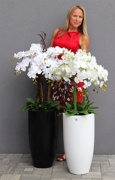 duży storczyk White Fiberglass Grande Clear w białej donicy