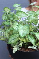 Alokazja Big Black, sztuczna roślina w pucharze