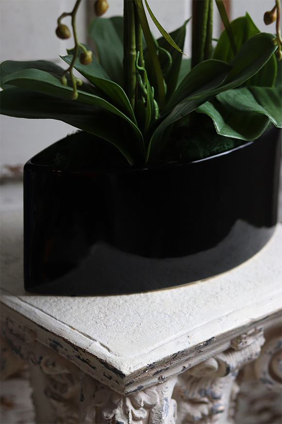 Manfredo Noir, fuksjowy storczyk w czarnej donicy, wys.58cm