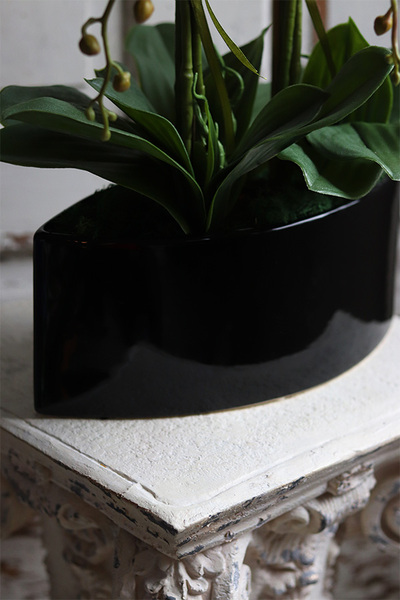 Manfredo Noir, fuksjowy storczyk w czarnej donicy, wys.58cm