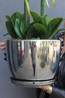 Vaselite Silver Lucky, gumowy storczyk w lustrzanej donicy