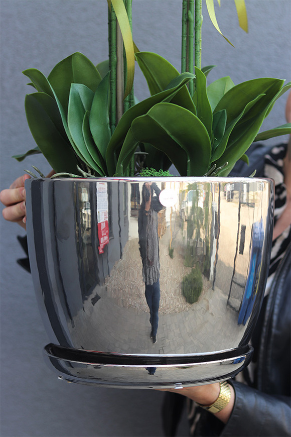 Vaselite Silver Lucky, gumowy storczyk w lustrzanej donicy