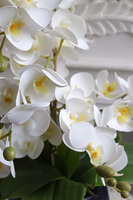 Blue Greena Mini, storczyk w złoto-czarnej donicy