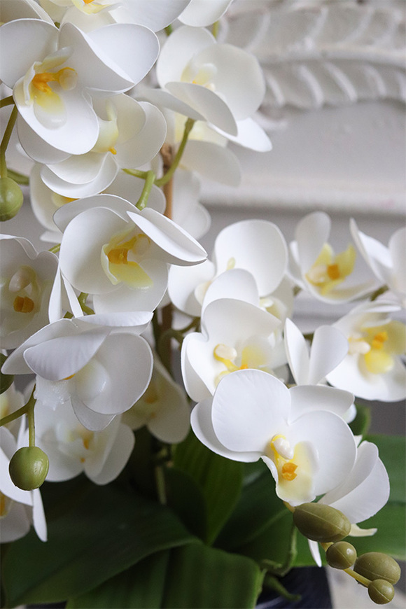 Blue Greena Mini, storczyk w złoto-czarnej donicy