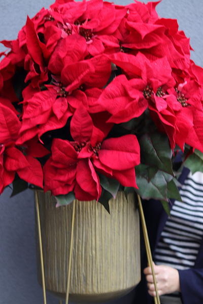 Gwiazda Betlejemska Goldena Big, wysokiej jakości sztuczna roślina