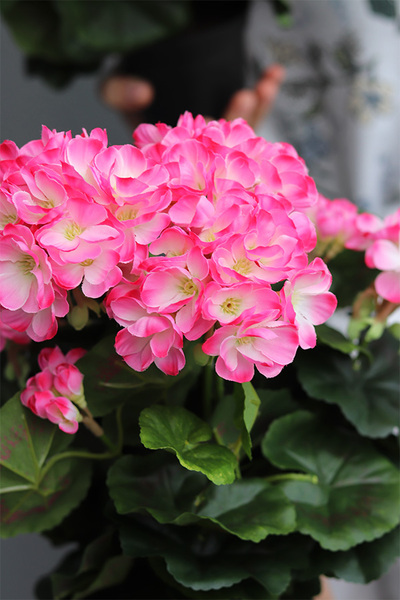 doniczkowa pelargonia Fuksja-krem, wysokiej jakości sztuczne kwiaty