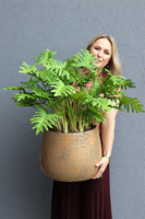 Filodendron Gold Hilton, drzewko sztuczne w donicy