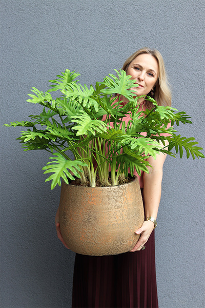 Filodendron Gold Hilton, drzewko sztuczne w donicy