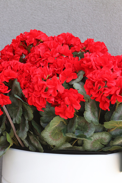 Pelargonie Deep Red, donica z pelargoniami