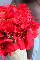 Red Bonfire, złoty wazon z amarylisami