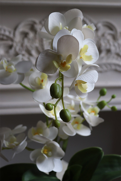 Mini Pearl 2, gumowy storczyk w porcelanowej osłonce