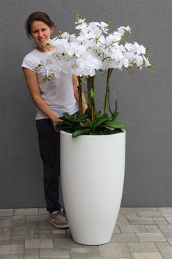 Grande Fiberglass White, efektowny storczyk w białej donicy, wys.137cm