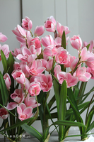 Pink Cymbydium Saute, storczyk w stretchu do obsadzenia