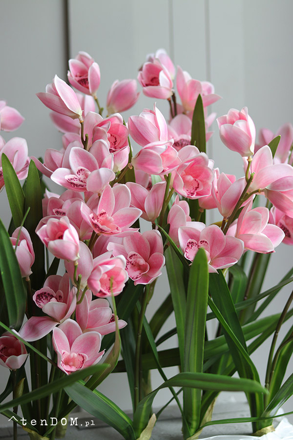 Pink Cymbydium Saute, storczyk w stretchu do obsadzenia