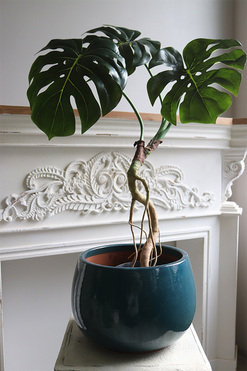 Drzewko Monstera, sztuczne drzewo w doniczce, wys.115cm