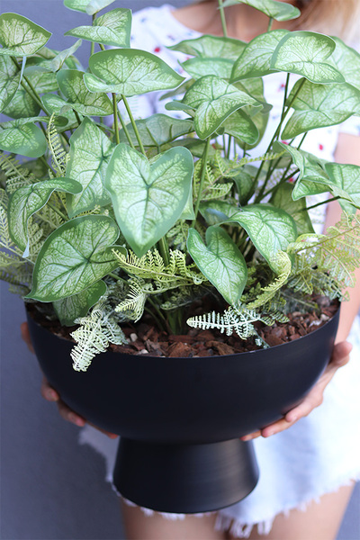 Alokazja Big Black, sztuczna roślina w pucharze