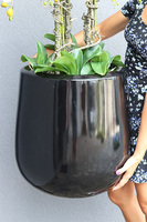 Ferina Black Grande, storczyk w donicy fiberglass, wys.105cm