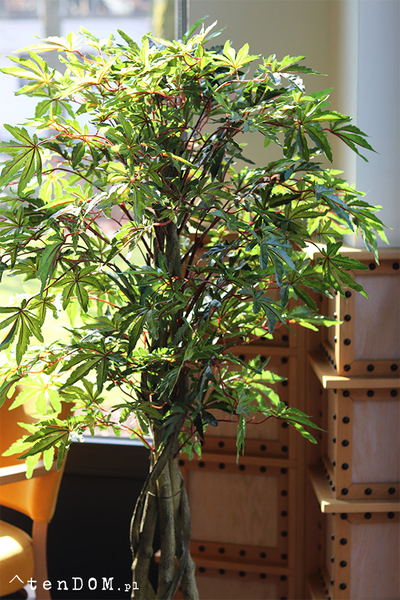 Klon Japoński, sztuczna roślina w doniczce