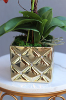 miedziany storczyk w złotej donicy, Bedolia Red, wys.53cm