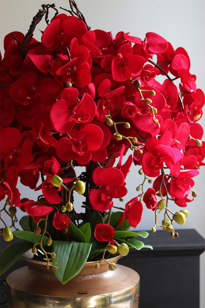 Karmono Exclusive Villa, karminowy storczyk w pucharze