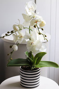 OD RĘKI Fornasetta Stripes, sztuczny storczyk w ozdobnej donicy, wys.50cm