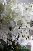 Grey Cavallo, bogaty storczyk w welurowej osłonce