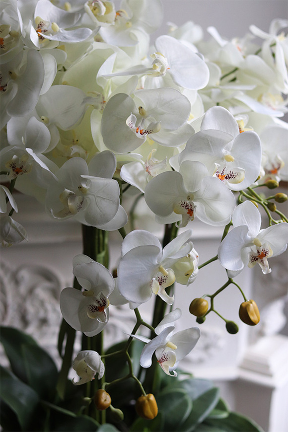 Grey Cavallo, bogaty storczyk w welurowej osłonce