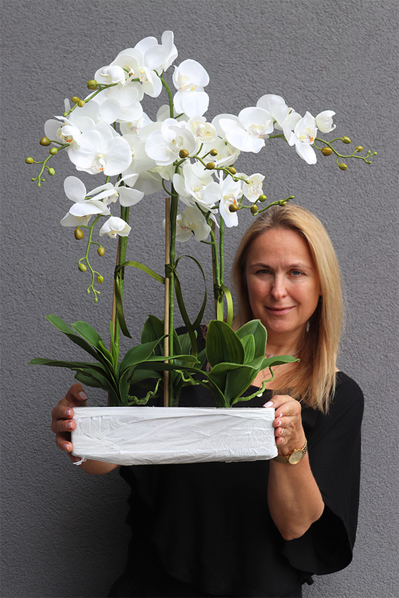 Dereta Saute, storczyk w stretchu do Twojej donicy