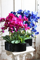 Manfredo Noir, fuksjowy storczyk w czarnej donicy, wys.58cm