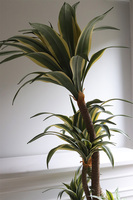 sztuczna jukka w donicy podświetlanej LED