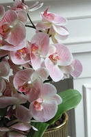 Pink Hillton, gumowy storczyk w złotej donicy