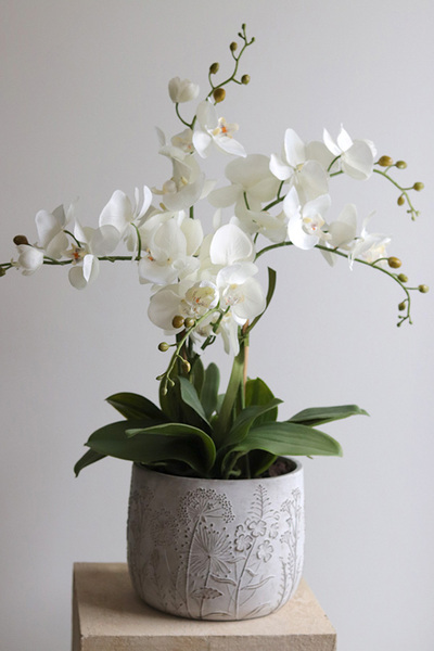 Modern Meadow, stylowy storczyk w doniczce ze wzorem