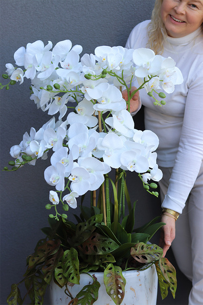 Marmurra, biały storczyk w marmurkowej donicy