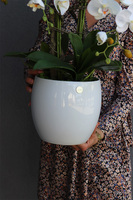 Hefrata Big, sztuczny storczyk w białej donicy