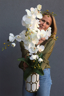 Gostlik, storczyk w biało-złotym naczyniu, wys.79cm