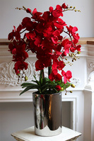 Karminowy Dom Manfredo, czerwony storczyk w wąskiej donicy