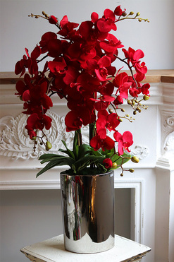 Karminowy Dom Manfredo, czerwony storczyk w wąskiej donicy, wys.90cm