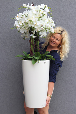 Rondo Mediolan White, biały storczyk podłogowy w donicy, wys.123cm