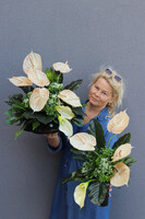 Anturium Cappucino, kompozycja nagrobna w naczyniu