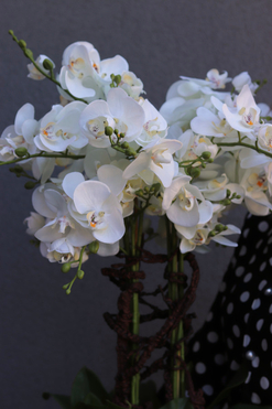 Cremina, sztuczny storczyk w ozdobnej donicy, wys.81cm