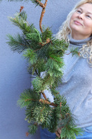 Zielona Sosna, zielona girlanda zimowa